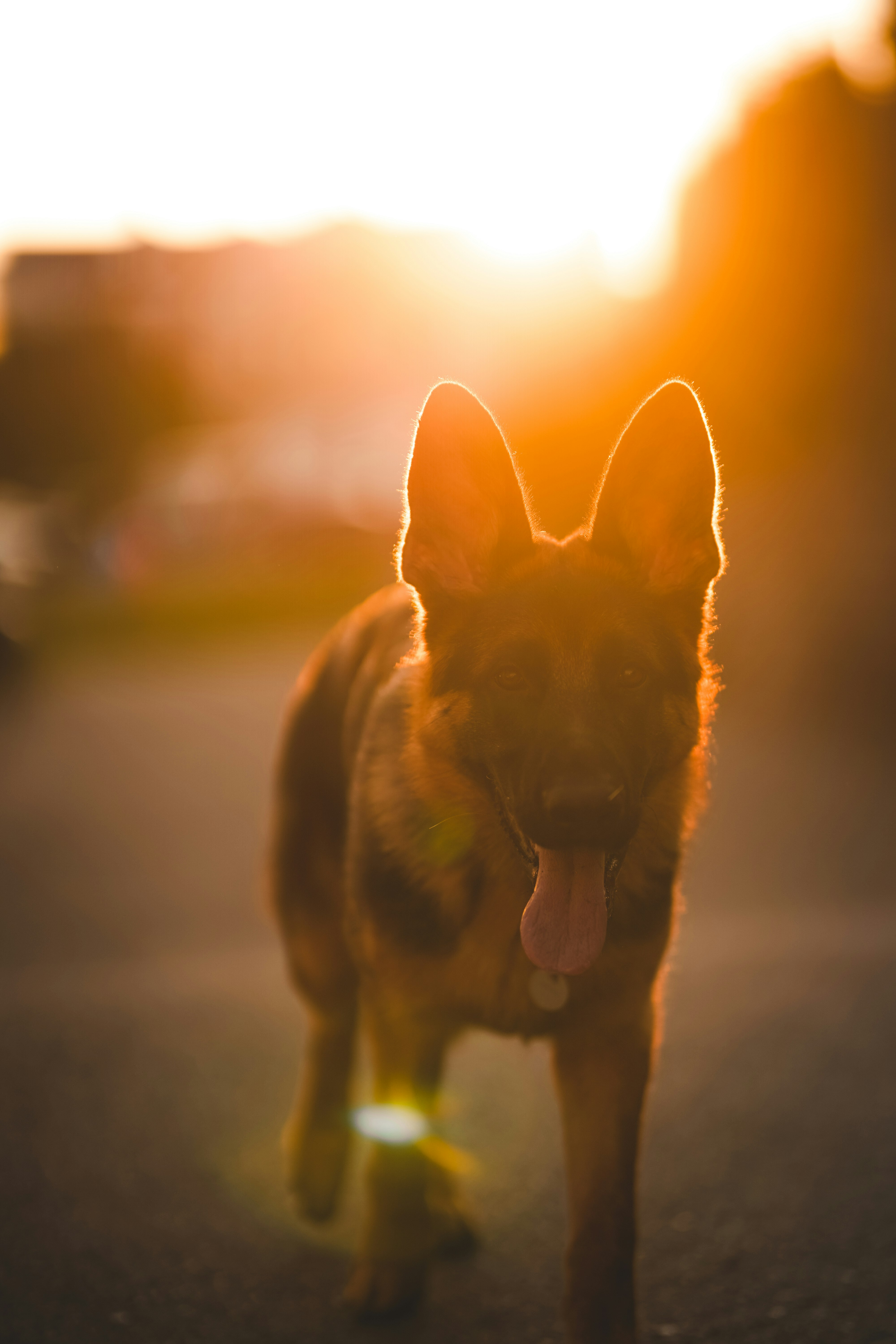 brown and black german shepherd on road during daytime